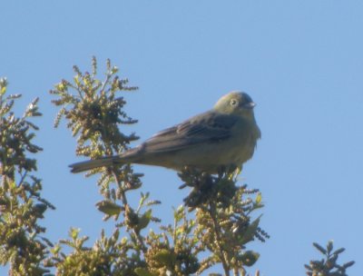 Gulgr sparv / Cinereous Bunting
