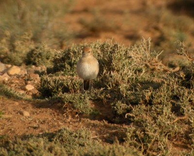 Berberstenskvtta ♀