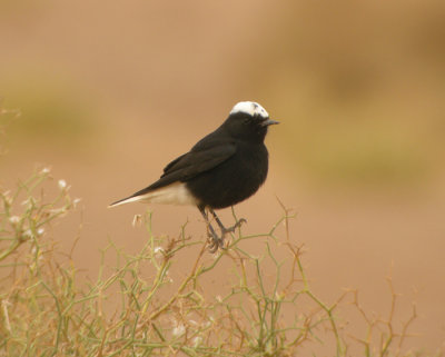 Vitkronad stenskvätta / White-crowned Wheatear