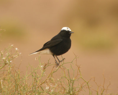 Vitkronad stenskvtta / White-crowned Wheatear