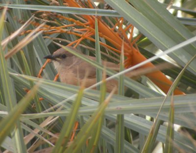 Saharaskriktrast / Fulvous Babbler