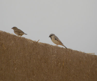 kensparv ♂ (med grsparv)