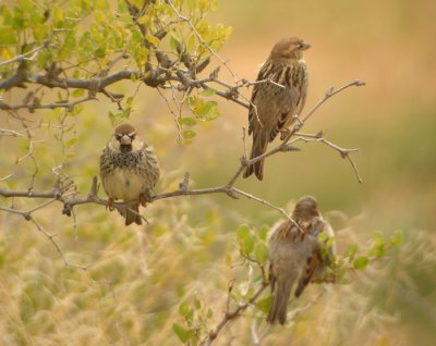 Spansk sparv ♂ (med grsparvar)