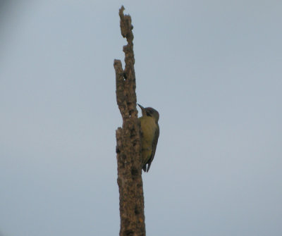 Atlasgrngling / Levaillants Woodpecker