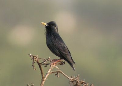 Svartstare / Spotless Starling