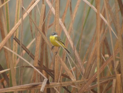 Gulrla, ssp iberiae