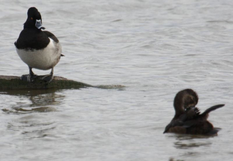 Ring-necked Ducks 8664