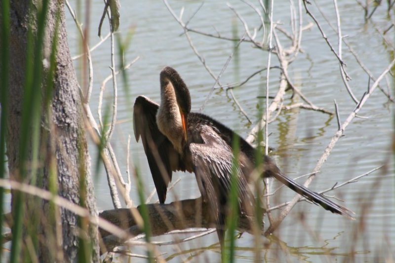 Anhinga 611