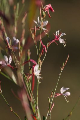 Gaura sp. 6160