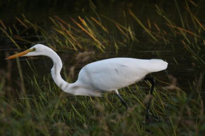 Great Egret 6212
