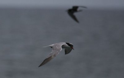 Common Tern 5106