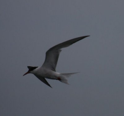 Common Tern 5110