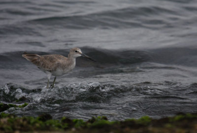 Willet 5122