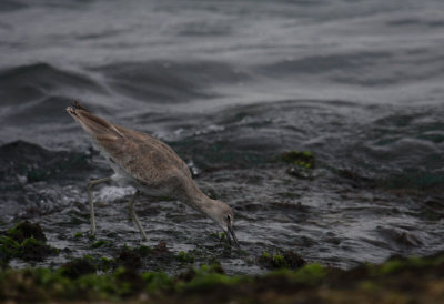 Willet 5124
