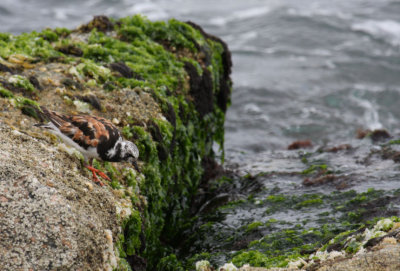 Ruddy Turnstone 5150