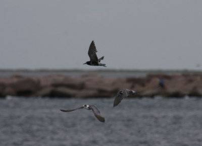 Black Terns 5154