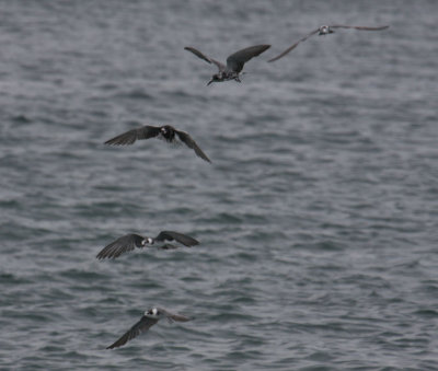 Black Terns 5158