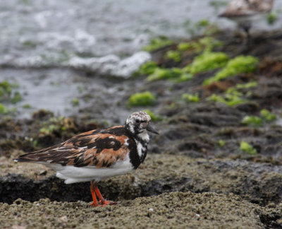Ruddy Turnstone 5184