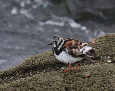 Ruddy Turnstone 5191