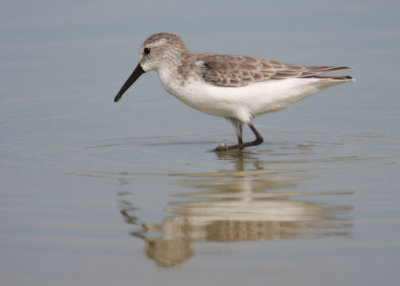 Western Sandpiper 5290
