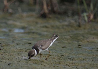 Semipalmated Plover 5292