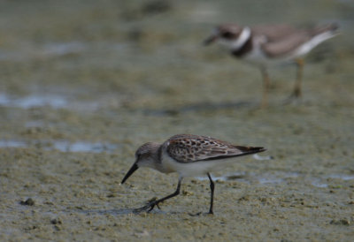 Western Sandpiper 5293