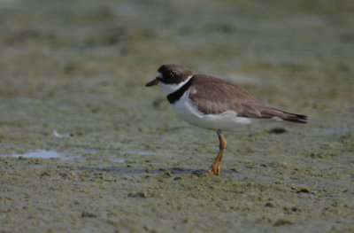 Semipalmated Plover 5300