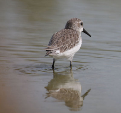 Western Sandpiper 5301