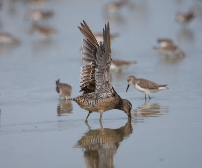 Long-billed Dowitcher 5303