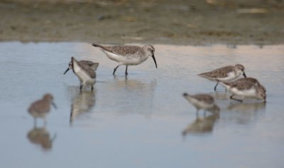 Curlew Sandpiper 5327