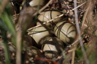 Sharp-tailed Grouse eggs 3396