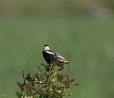 Bobolink 3580