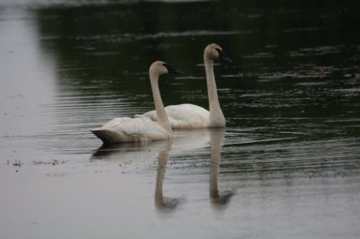 Trumpeter Swans 4069