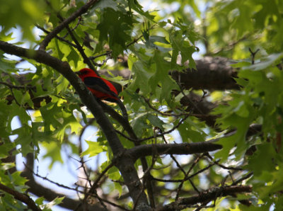 Scarlet Tanager 4098