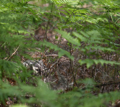 American Badger 4102