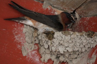 Cliff Swallow 4118