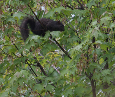 Melanistic Eastern Grey Squirrel 4178