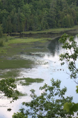 Au Sable River 4226
