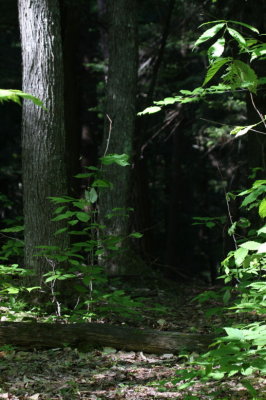 Hartwick Pines 4297