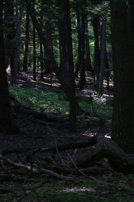 Hartwick Pines 4308