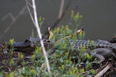 American Alligator 2596