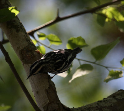 Black-and-white Warbler 2674