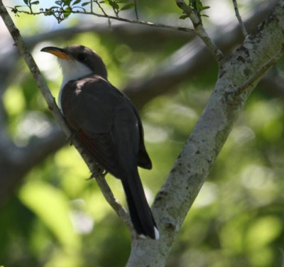 Yellow-billed Cuckoo 2723