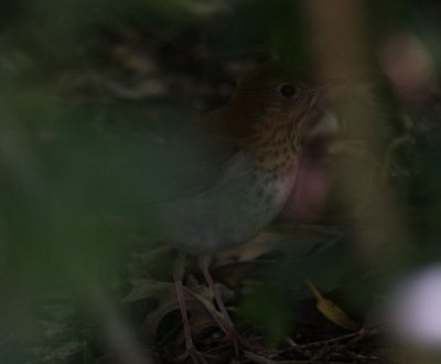 Veery 2772
