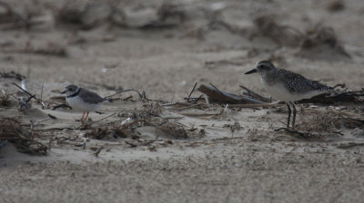 Black-bellied & Piping Plover 2441