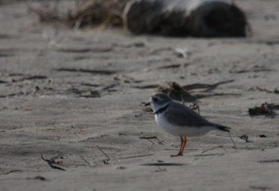 Piping Plover 2455