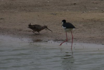 Black-necked Stilt vs Long-billed Dowitcher 2277