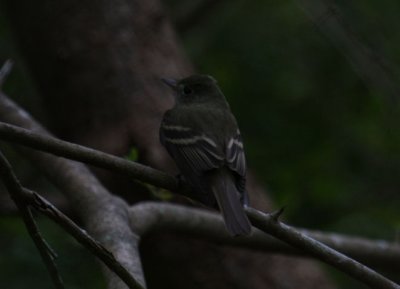 IMG_2352.JPG