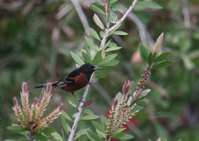 Orchard Oriole 2363