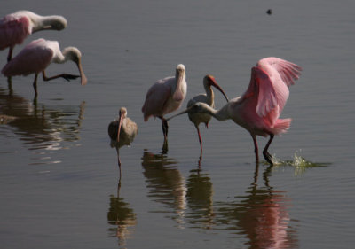 Roseate Spoonbills & White Ibis 2008